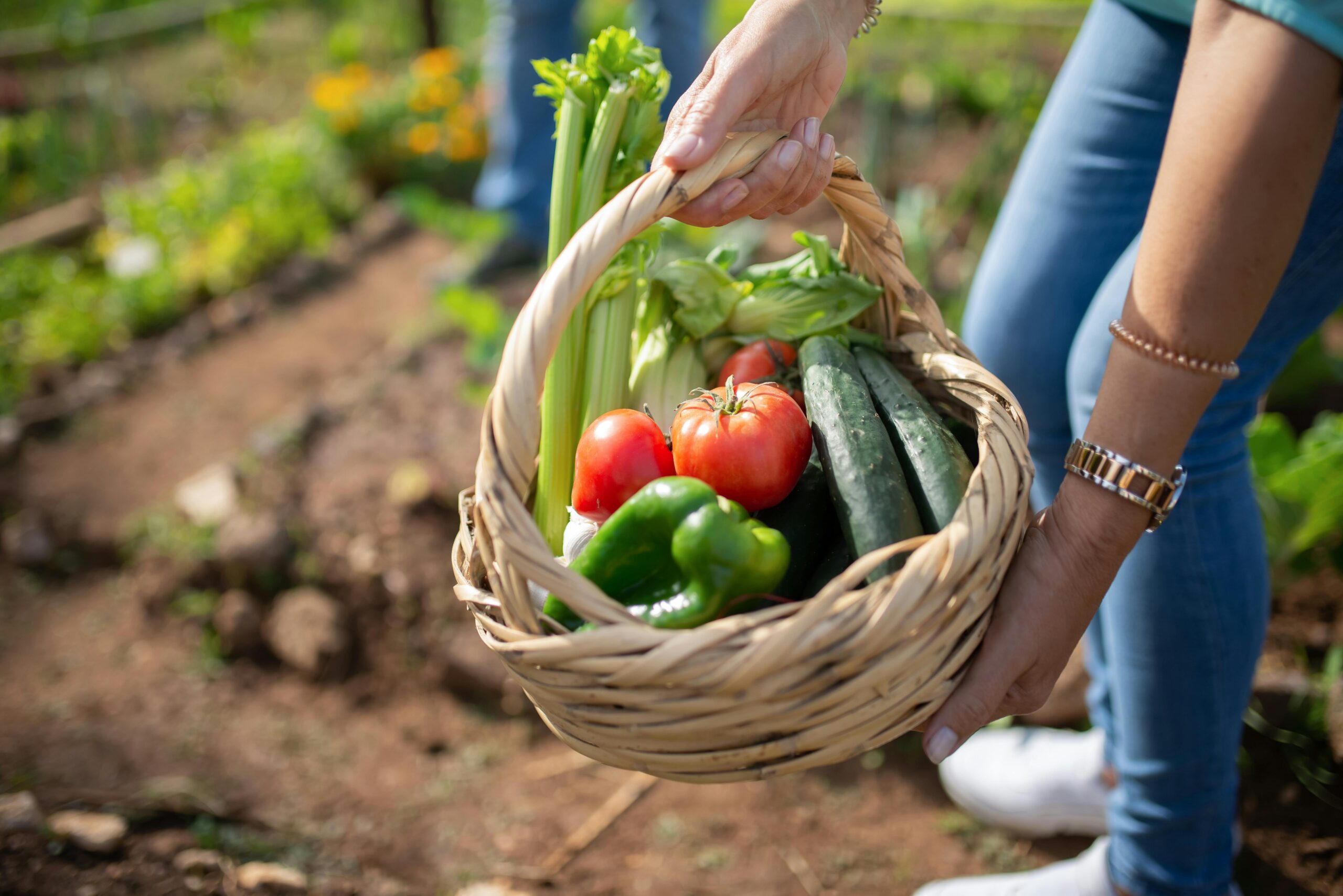 So You Want An Allotment? A Practical Guide To Getting Started