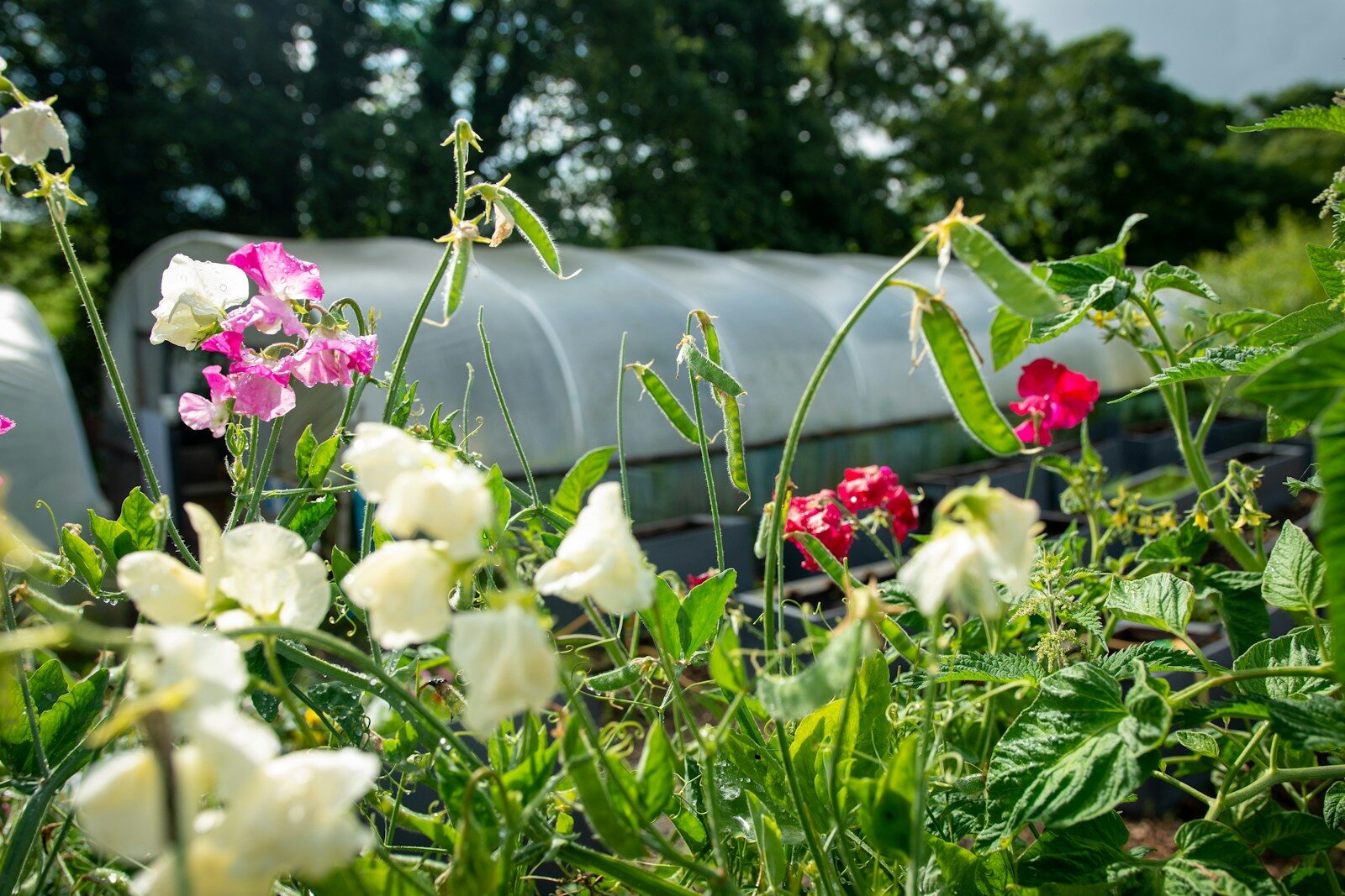 Sweet peas and bean plants grow near a greenhouse.